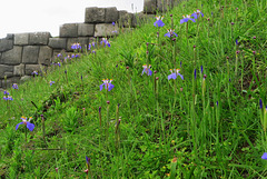 wild Iris at Inca fortress, Cusco, Peru
