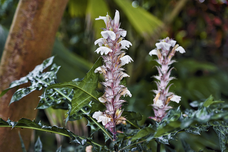 Bear’s Breech – Brooklyn Botanic Garden, New York, New York