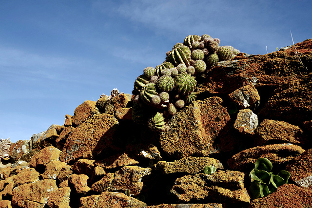 Xanthoria laranja, Echinopsis