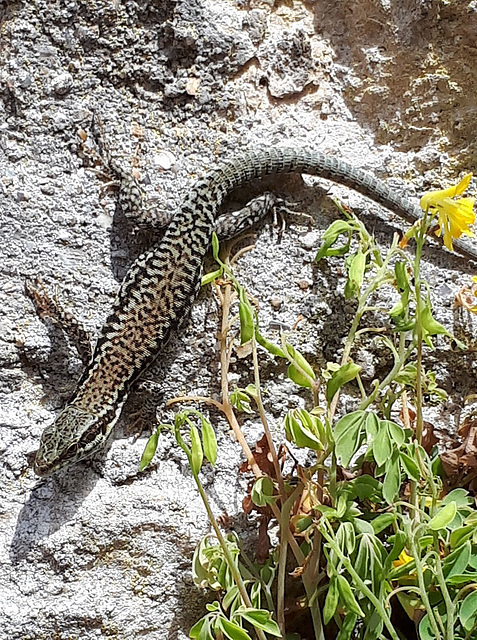 Le lézard pour Rol