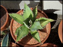 Agave titanota  (4)