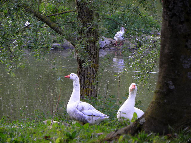 Goose guards