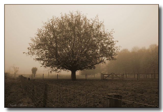 HFF  -  In The Mist