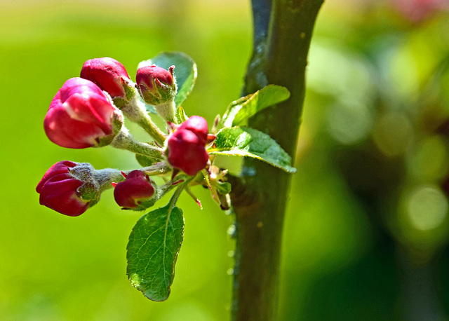 Apple Blossom