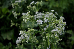 Anthriscus sylvestris  (6)