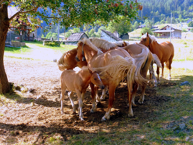 Famigliola di cavalli (Valle Antrona - VB)