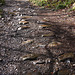 Tramway stones