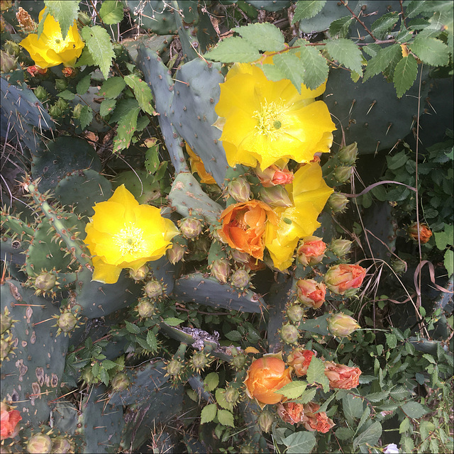 Prickly pears flowering.