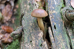 IMG 4435 IMG 4435