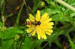 20230710 1690CPw [D~LIP] Kleinköpfiger Pippau (Crepis capillaris), Hainschebfliege, Bad Salzuflen