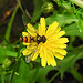 20230710 1690CPw [D~LIP] Kleinköpfiger Pippau (Crepis capillaris), Hainschebfliege, Bad Salzuflen