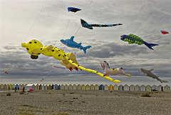 Festival des cerfs - volants.