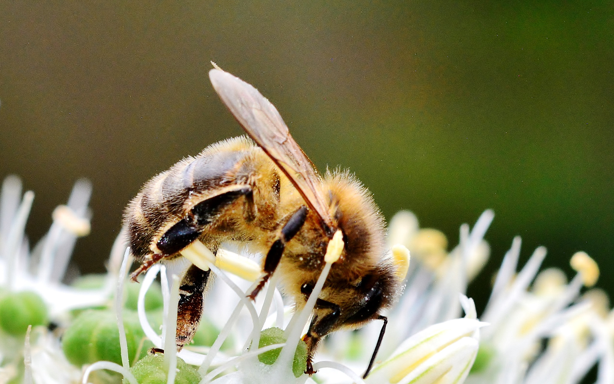 Bee on Allium