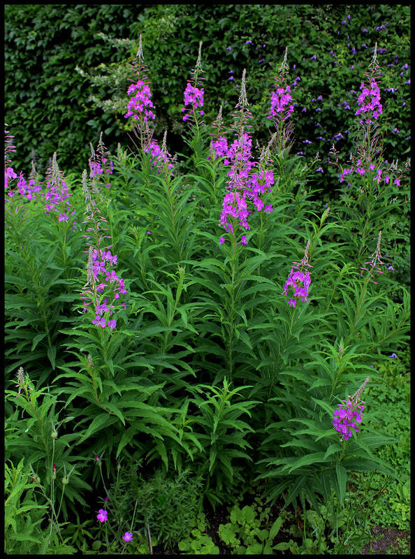 Epilobe angustifolium (7)