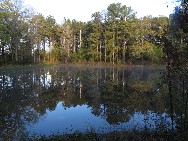 Pond reflections