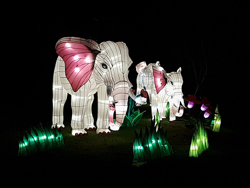 Kölner Zoo - China Light Festival