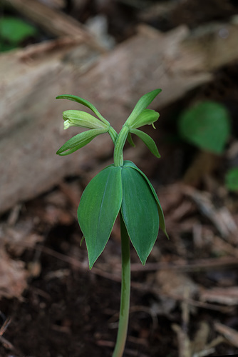 Isotria medeoloides (Small Whorled Pogonia orchid)
