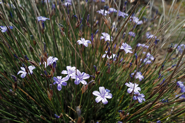 Aphyllanthes monspeliensis, Asparagales, Cassis FR