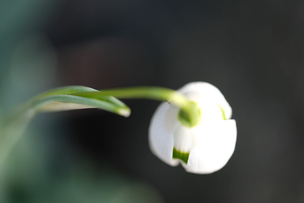 DSCF2736