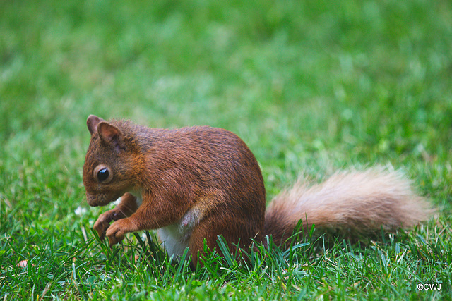 Blondie lunching on the lawn