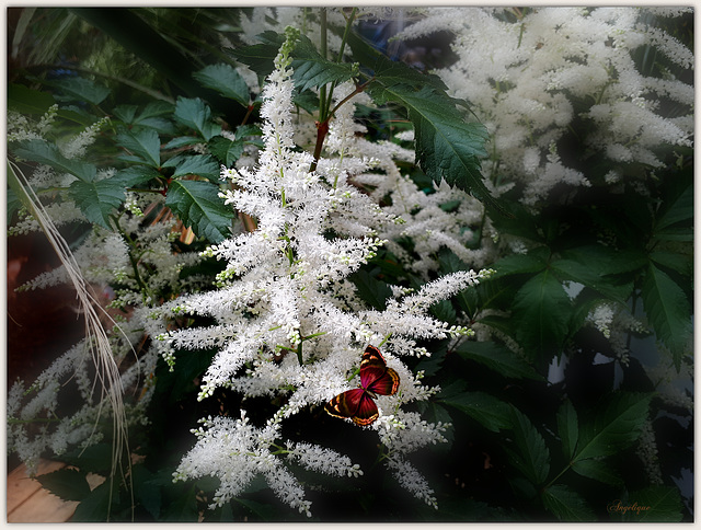 Astilbes..............Bon dimanche à tous !