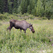 Alaska, Moose Female