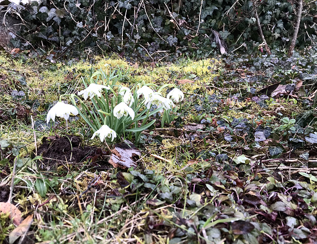 Schneeglöckchen