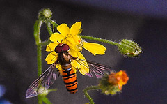 20230710 1697CPw [D~LIP] Kleinköpfiger Pippau (Crepis capillaris), Hainschebfliege, Bad Salzuflen