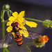 20230710 1697CPw [D~LIP] Kleinköpfiger Pippau (Crepis capillaris), Hainschebfliege, Bad Salzuflen