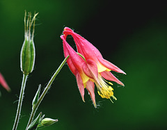 Aquilegia_Columbine_DSC 3052 Aquilegia_Columbine_DSC 3052