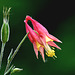 Aquilegia_Columbine_DSC 3052