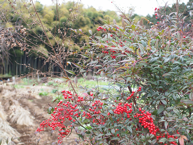 Heavenly bamboo