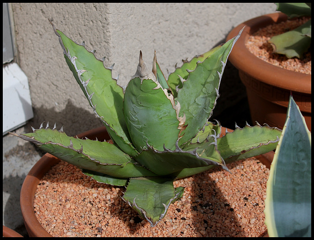 Agave titanota  (5)