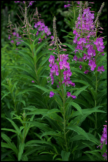 Epilobe angustifolium (8) Epilobe angustifolium (8)