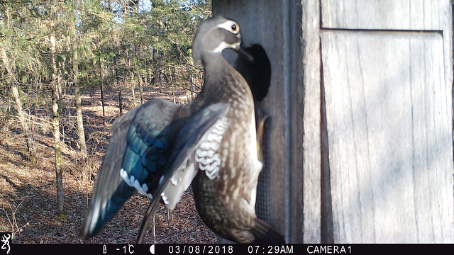 Wood duck