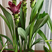 Orchidées et autres fleurs chez moi