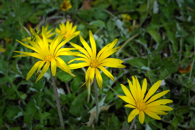 Arctotheca calendula, Asteraceae, Aubagne FR