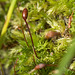Sporophyte and Moss