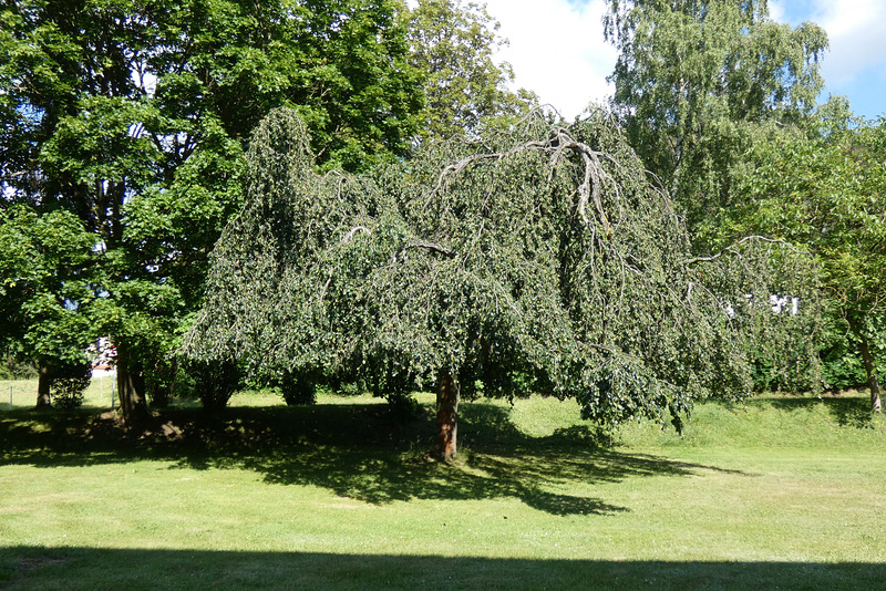 Trauerweide