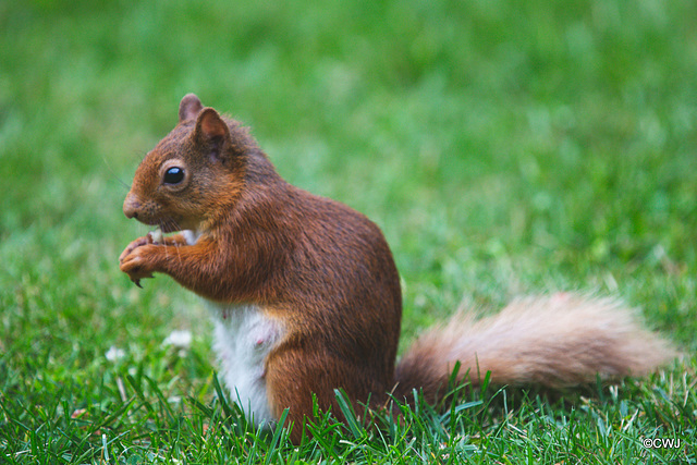 Blondie lunching on the lawn