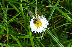 20230710 1700CPw [D~LIP] Gänseblümchen( Bellis prennis), Hainschwebfliege, Bad Salzuflen