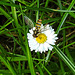 20230710 1700CPw [D~LIP] Gänseblümchen( Bellis prennis), Hainschwebfliege, Bad Salzuflen