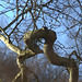 Une branche serpente...