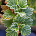 Scented geranium