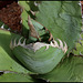 Agave titanota  (6)