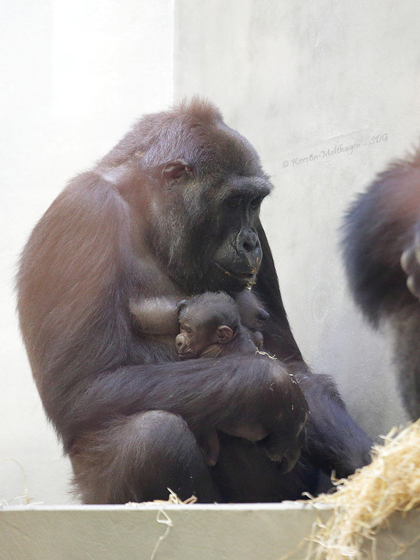 Tuana hat wieder ein Baby (Wilhelma)