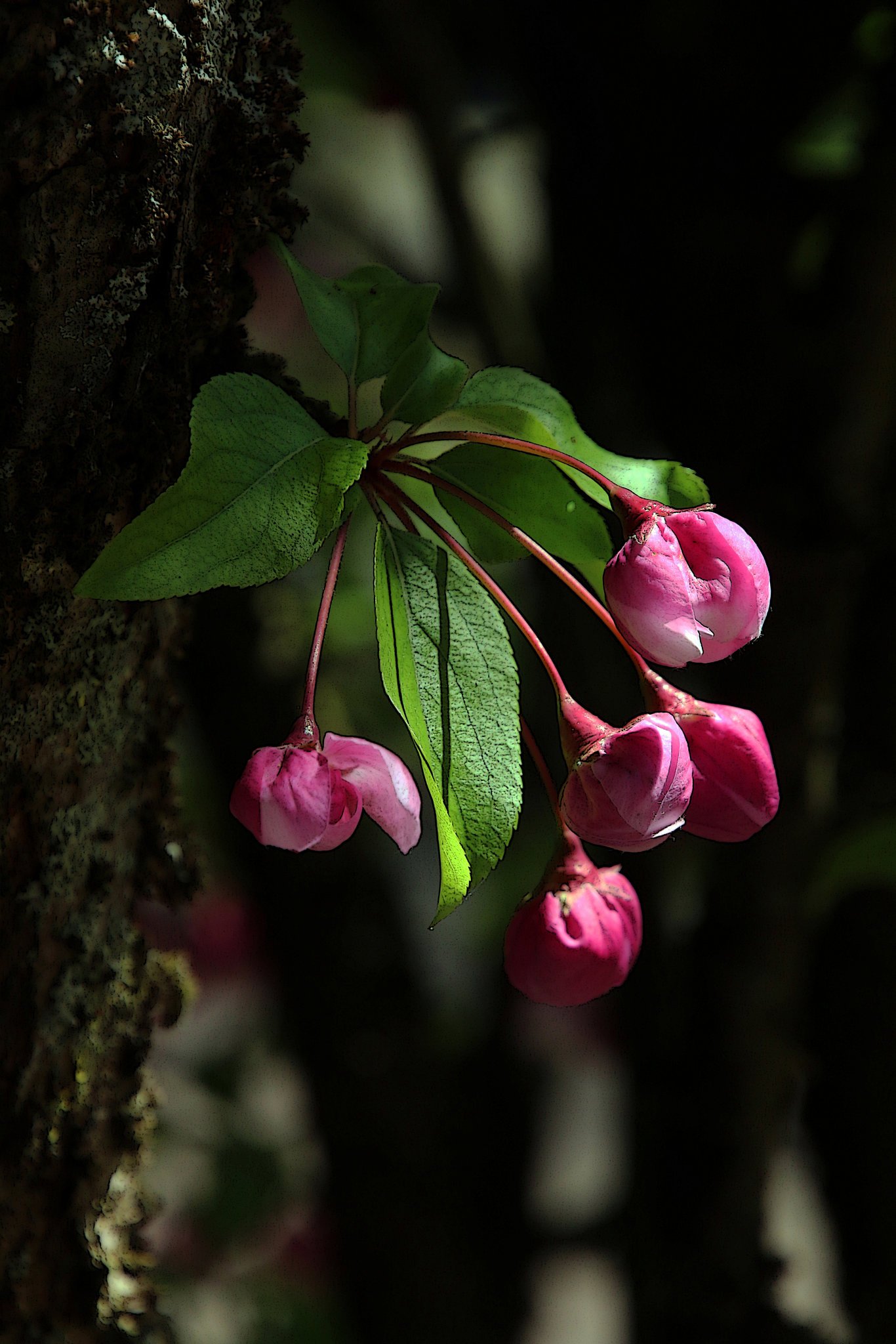 Jeune pousse en fleur  .