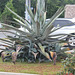 Massive Palm tree~~(1)   see photo (2)
