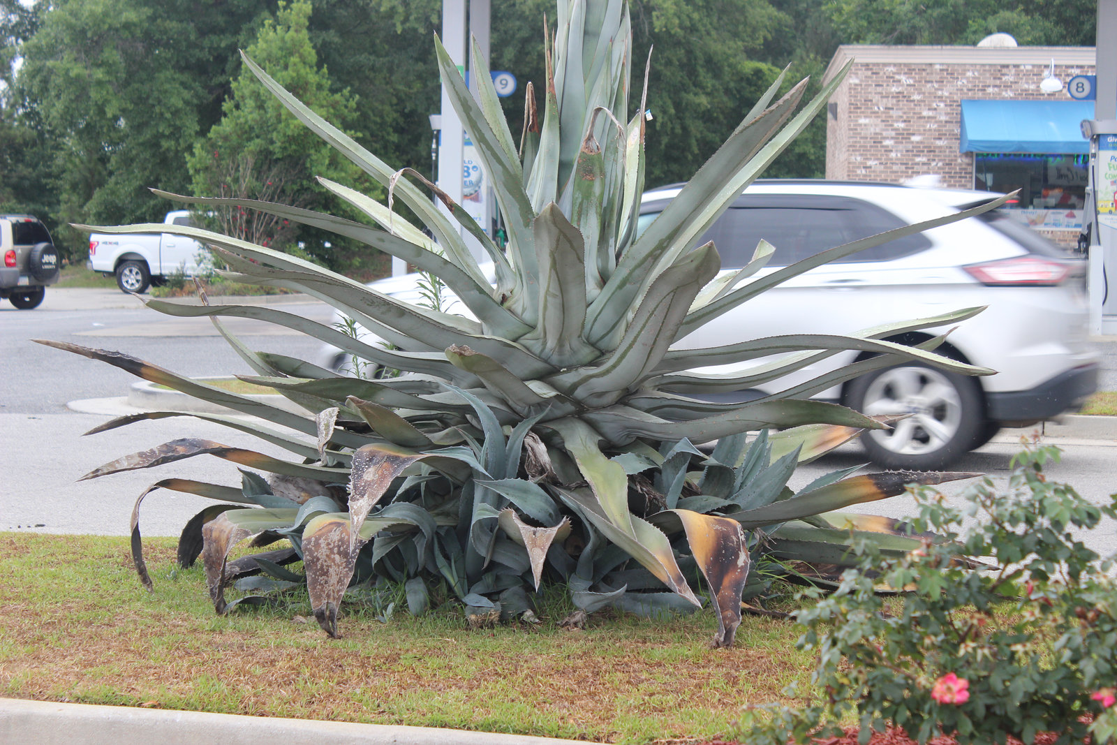 Massive Palm tree~~(1)   see photo (2)