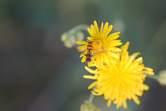 Gemeine Winterschwebfliege